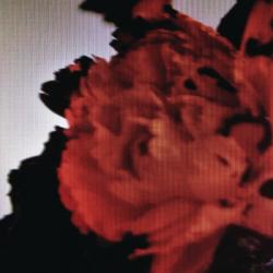 John Legend All Of Me